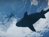 gtav5